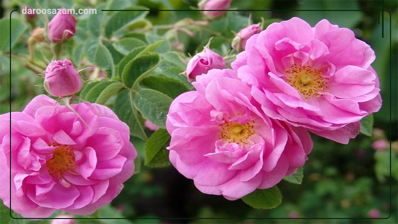 قطره گل سرخ باریج اسانس 15 میلی لیتر