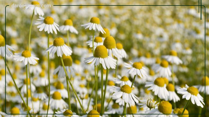 کرم آنتی فیشر مقعدی باریج اسانس