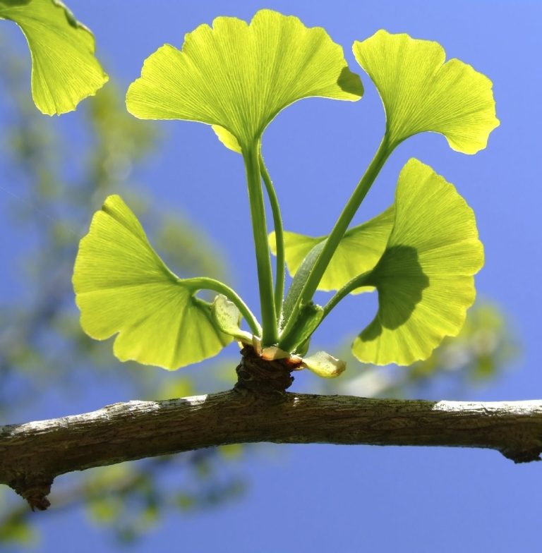 جینکوبیلوبا
