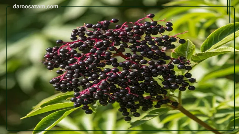 کپسول بتا پاپیلو نوتراکس 30 عددی