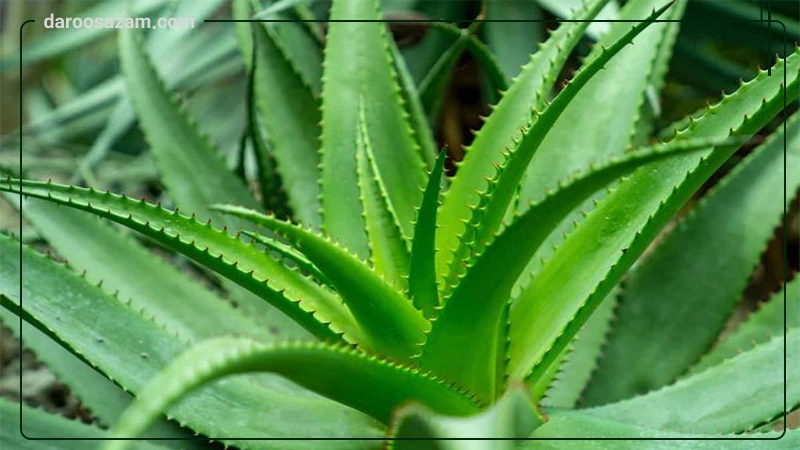 ژل مرطوب کننده آلوئه ورا کامان 400 میلی لیتر