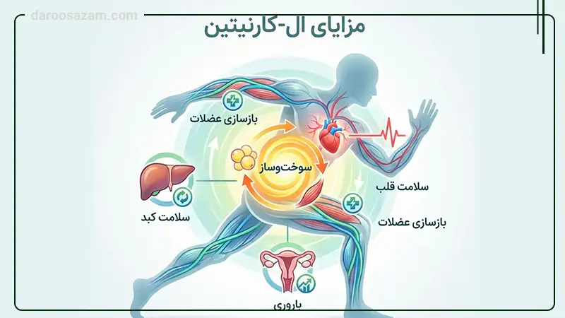 خواص و فواید خرید قرص ال کارنیتین